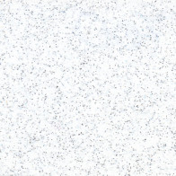 IDD700 Perleťová biela nažehľovací fólia / iDigit