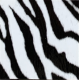 Fantasy Flex Zebra 10 nažehľovací fólia / SEF Textile
